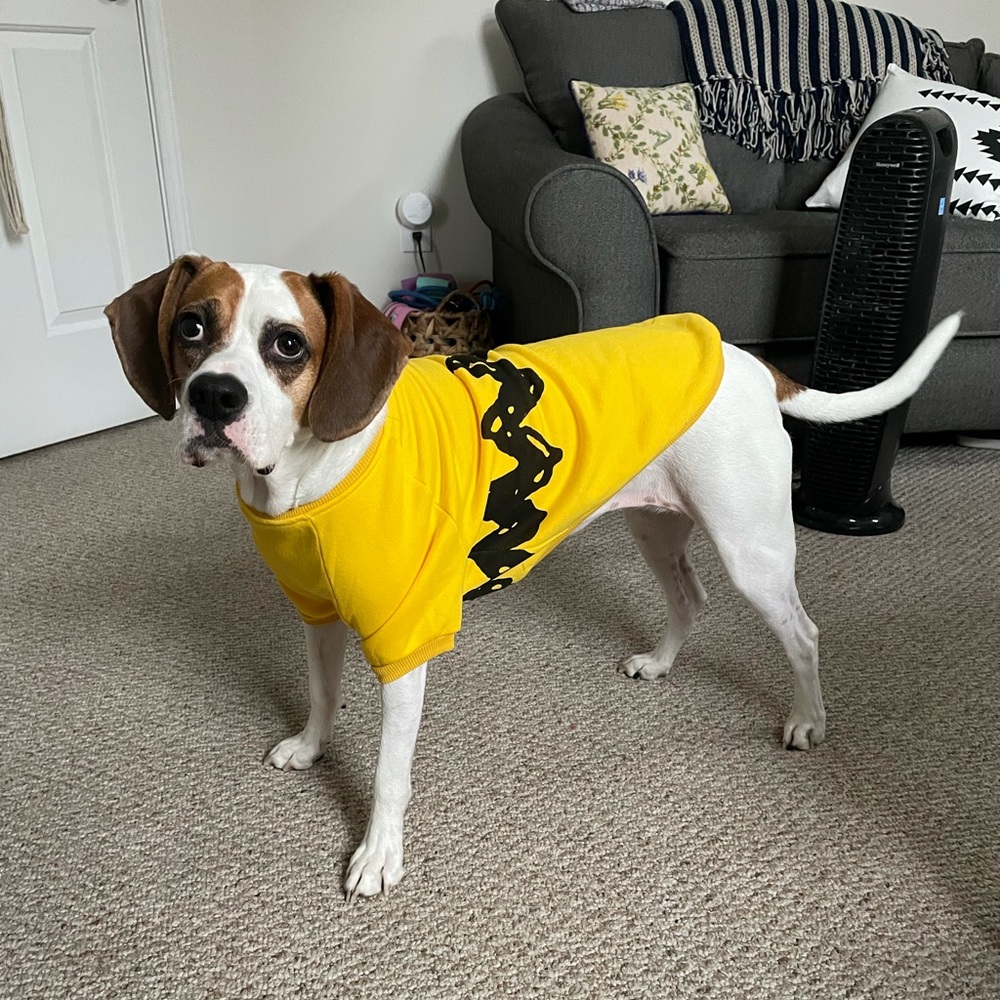Charlie Brown Dog Sweater